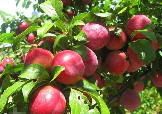 吃油桃的好处和坏处