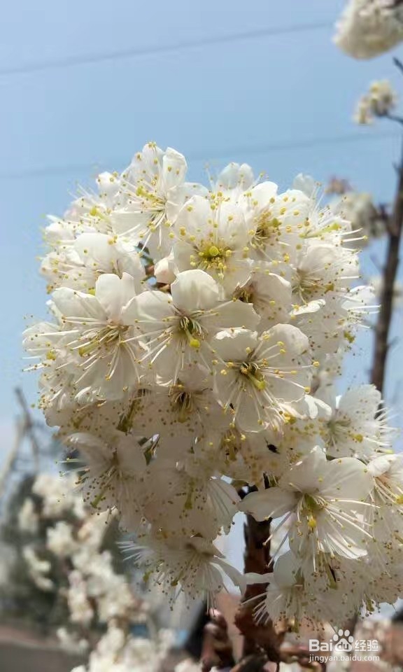 樱桃花与樱花不一样的呢