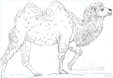 如何画一只骆驼