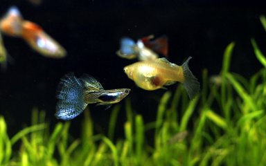 鱼缸有必要加盖子 吗