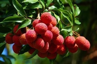 备孕吃什么水果好?这6种水果孕期千万别吃!