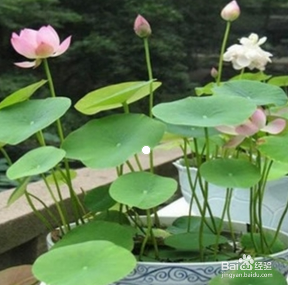 莲花种子水培方法