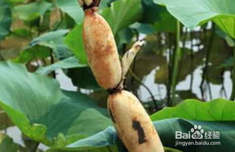 冬季吃莲藕有什么好处