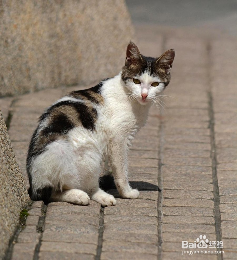 猫咪喝水都吐怎么办