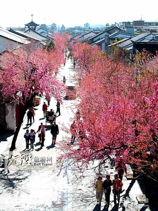 大理古城游玩推荐!