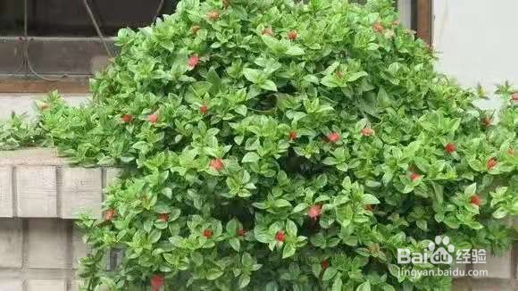 3种花太好养，沾土就活，特能长，养一次就上瘾