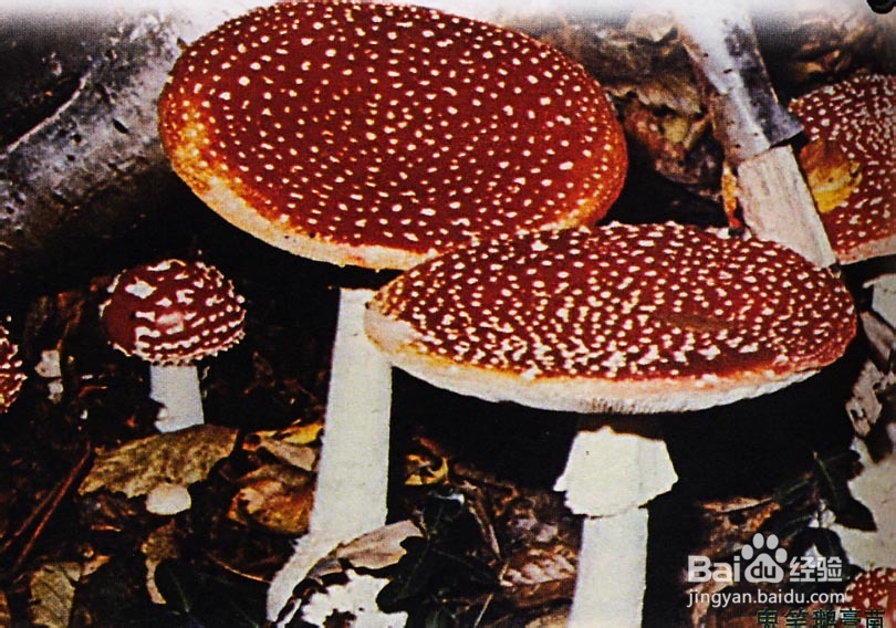 春游踏青，毒蘑菇千万别吃！