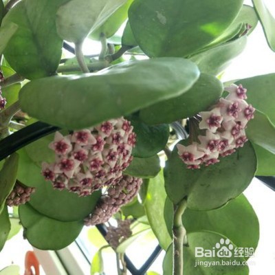 教你养绿叶球兰