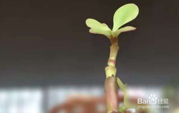 手机摄影的6个小技巧