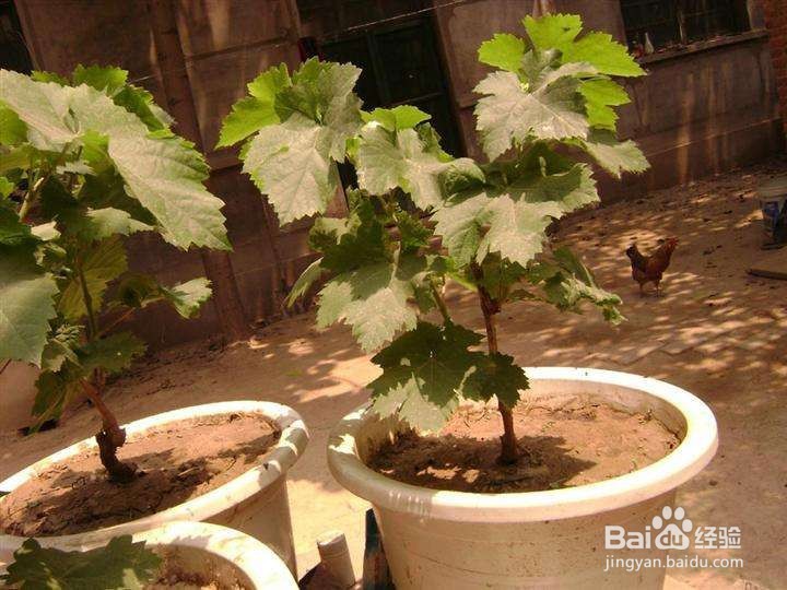 阳台上种葡萄的方法