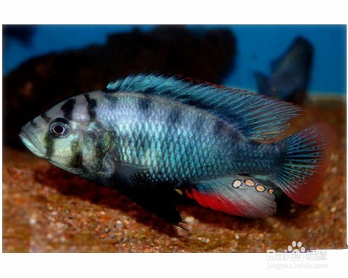 初学者一定要知道的观赏鱼非洲凤凰饲养方法