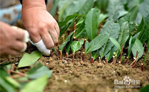 茶树用什么方法嫁接比较好