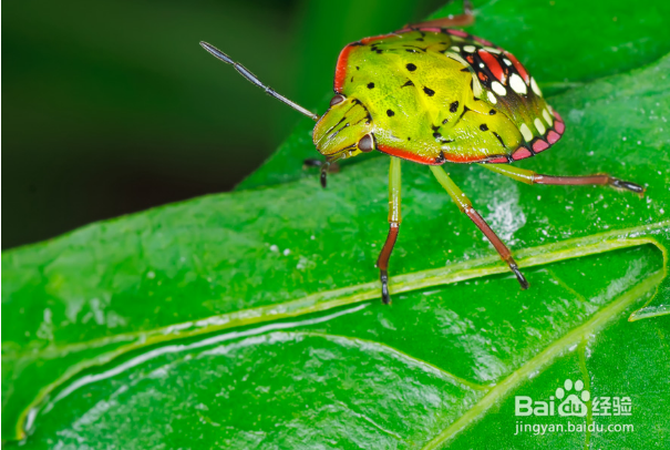 食蝇草怎么养护