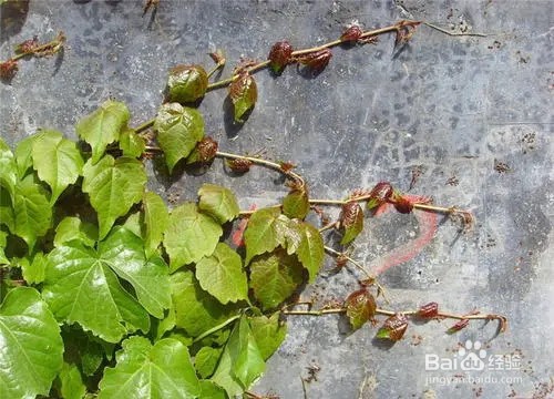 爬山虎怎么移植