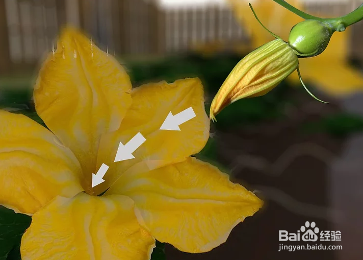 如何种植巨型南瓜