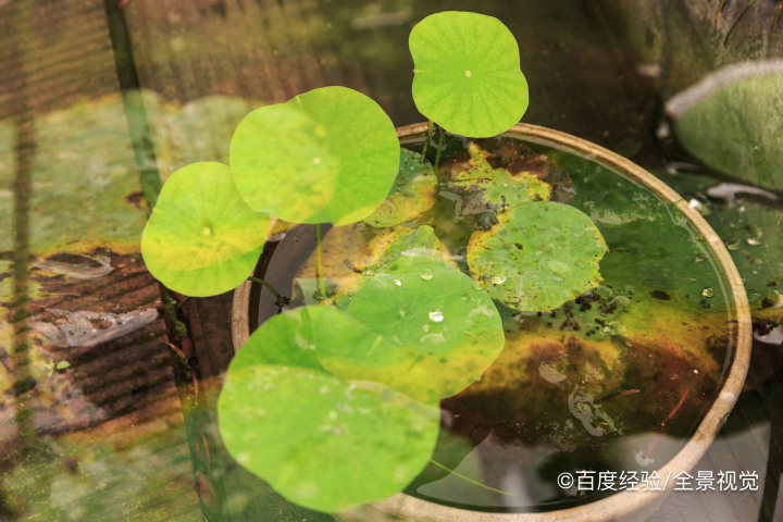 碗莲发芽后怎么种