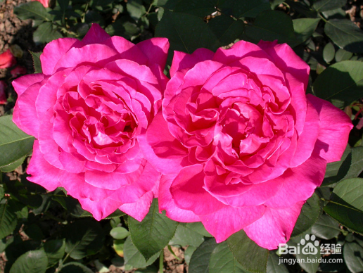 月季夏季怎样不休眠