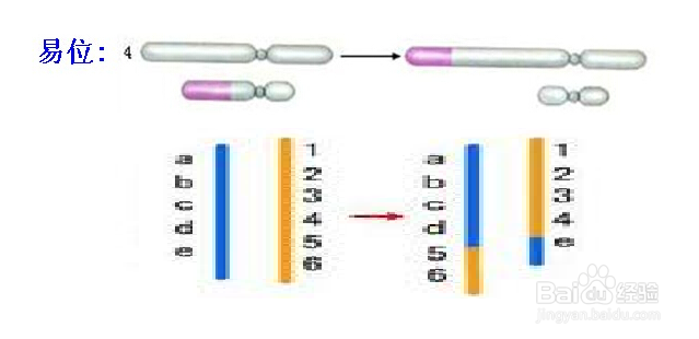 染色体结构变异类型