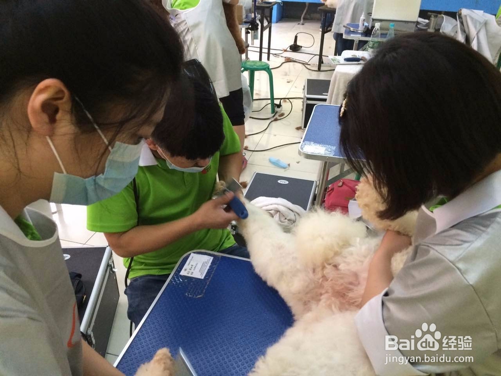 宠物美容培训主要学什么