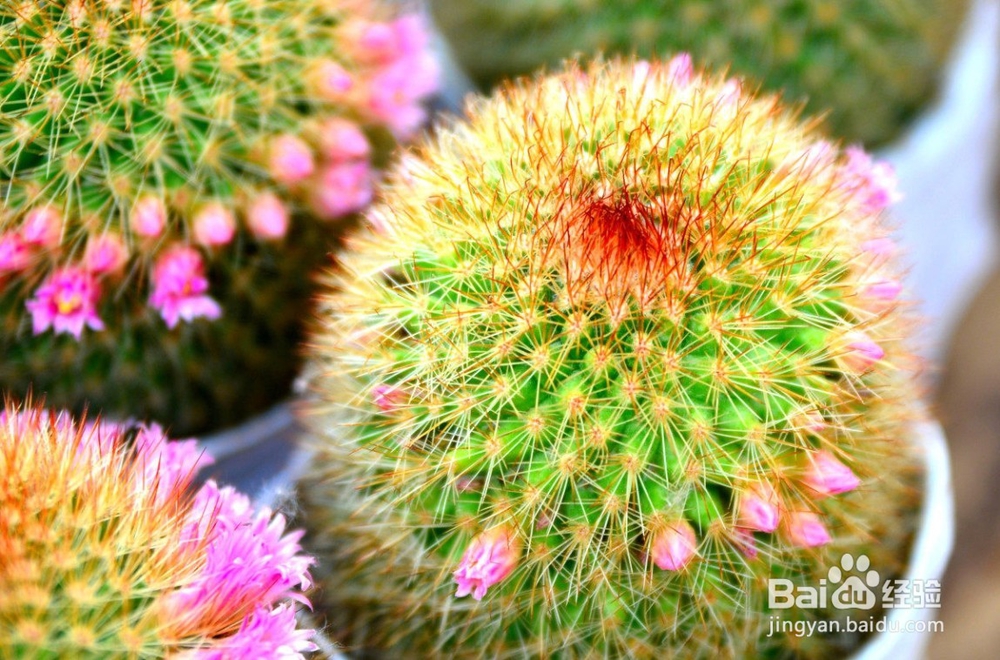 仙人掌与仙人球