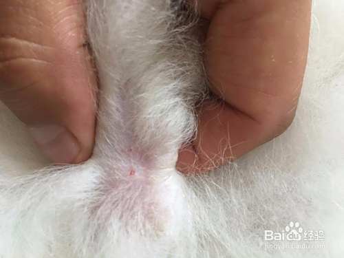 狗狗被蜱虫咬了有什么症状应该怎么治疗