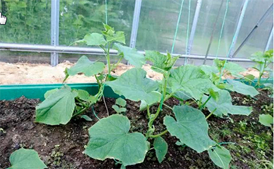 黄瓜只开花不结果怎么办