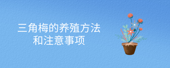 三角梅的养殖方法和注意事项