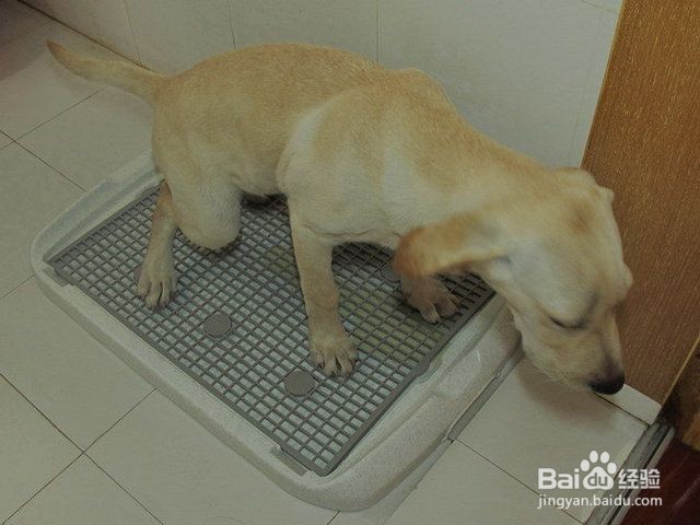 如何训练狗狗上厕所