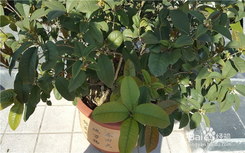 我为什么爱养花