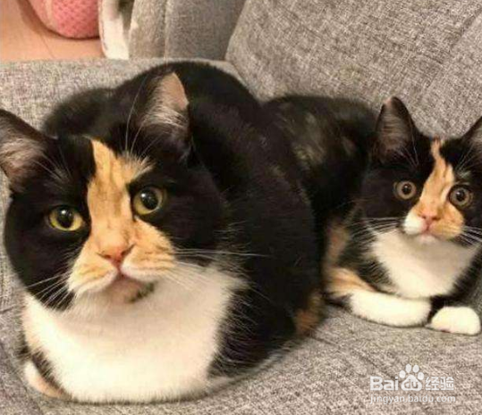 猫咪生完小猫注意什么