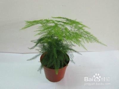 文竹叶子黄了应该怎么办