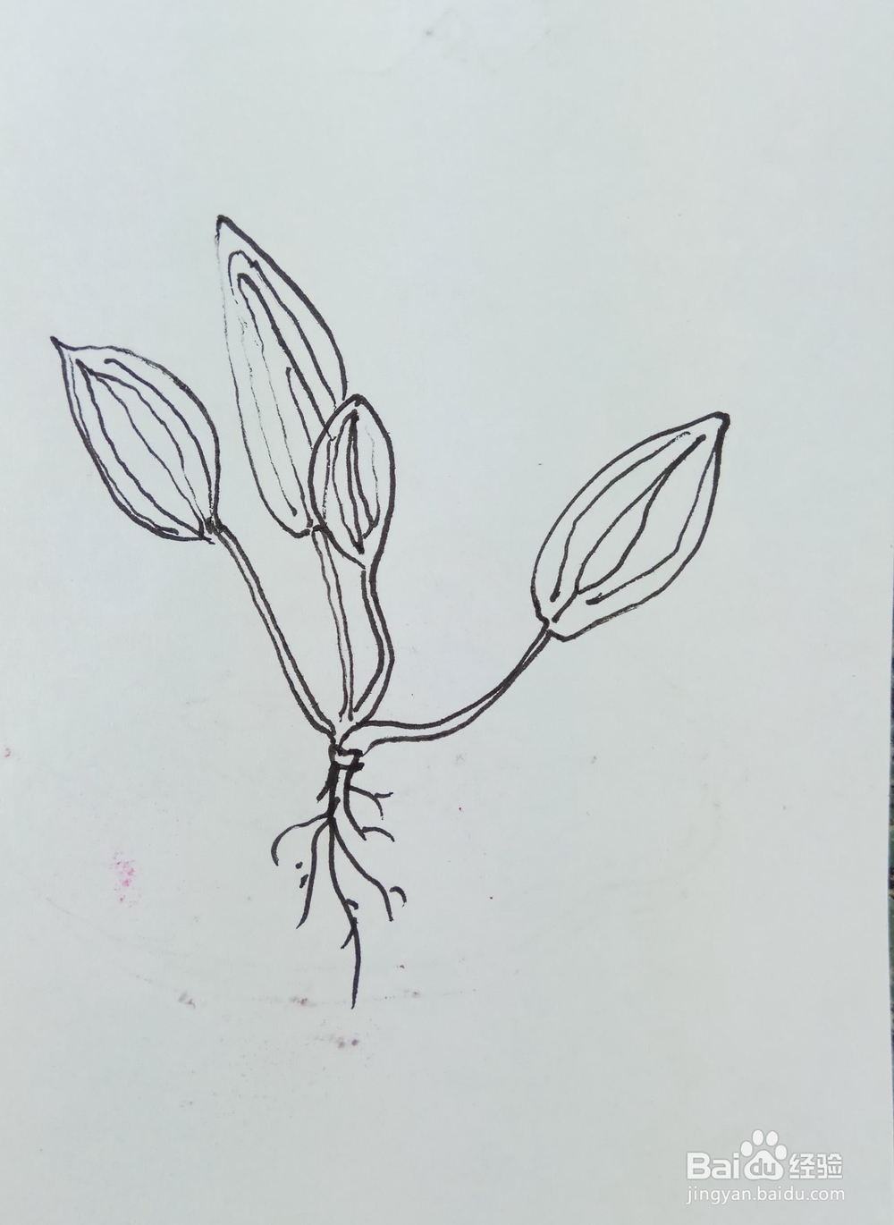 怎样画简笔画“车前草”？