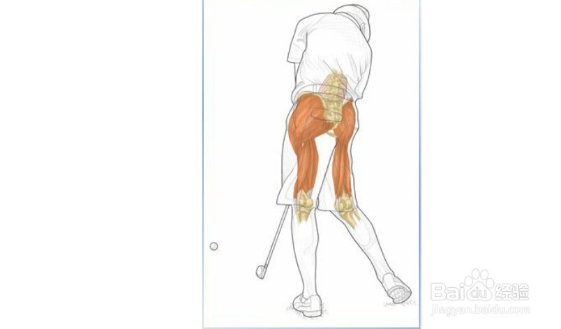 高尔夫球训练：[31]相应肌肉图解完结篇