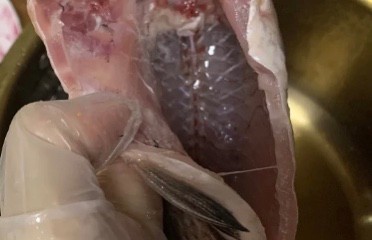 鲫鱼汤苦是怎么回事