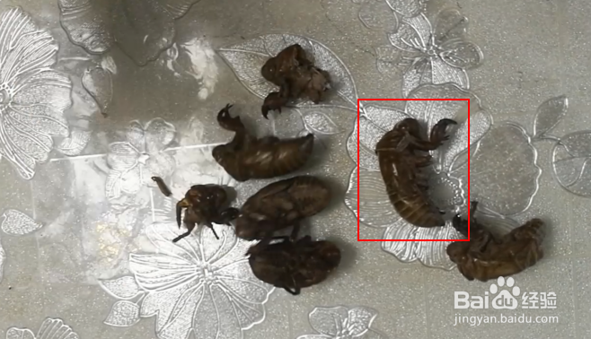 蝉蜕是什么样子的