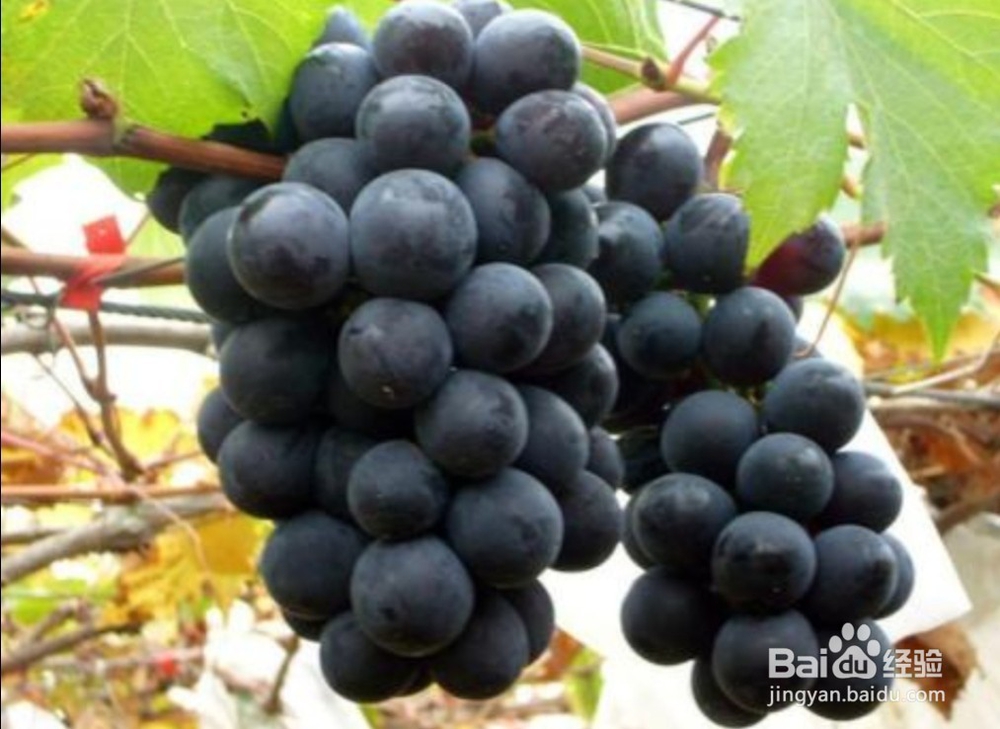 你喜欢吃这些水果吗?