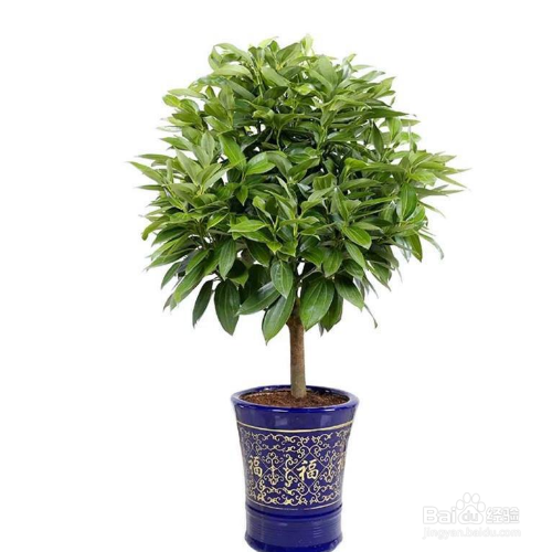 平安树被锯了以后还能存活么?