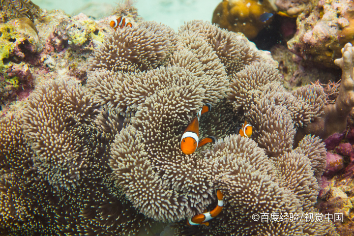 小丑鱼怎么繁殖