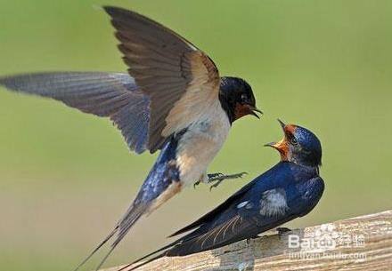 雌雄鳥共同育雛,築巢和孵卵則通常由雌鳥負責.