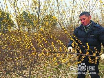 腊梅怎么修剪图解