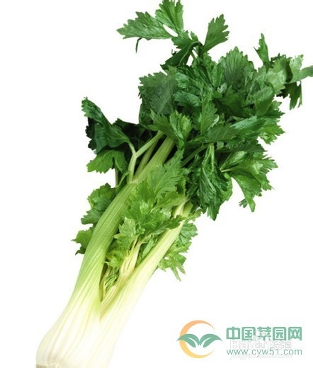 如何挑选各种有机蔬菜