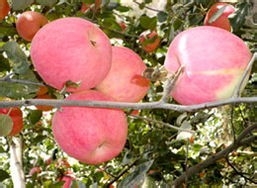 怎样可以挑选到新鲜好吃的水果