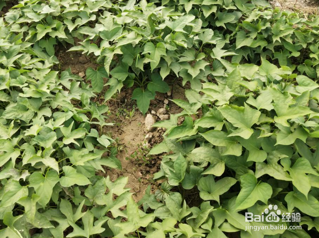 红薯种子怎么育苗