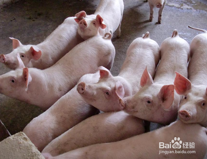 养猪要考虑哪些因素