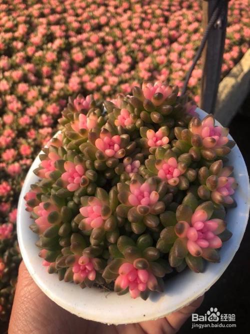 赤豆锦多肉怎么养 百度经验 赤豆锦多肉怎么养 百度经验