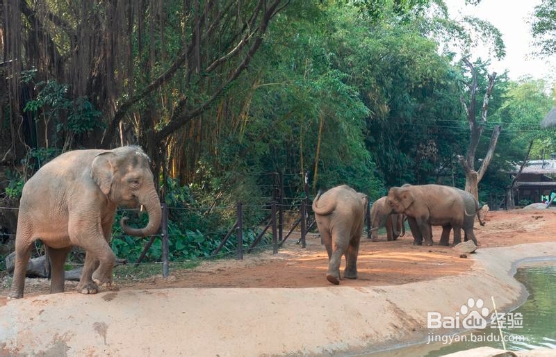 广州长隆野生动物世界攻略6