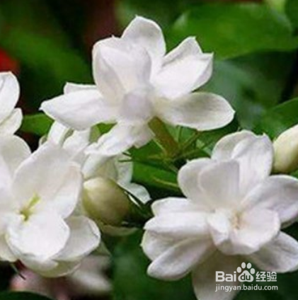 茉莉花的作用与功效