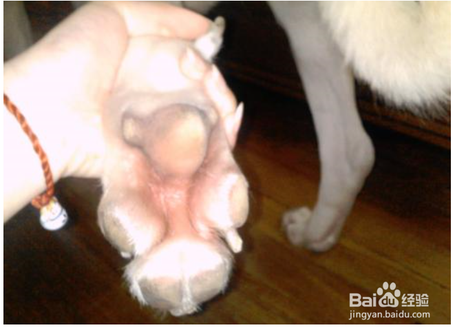 拉布拉多犬身上有味道怎么办