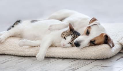 养狗又养猫，狗和猫怎么相处