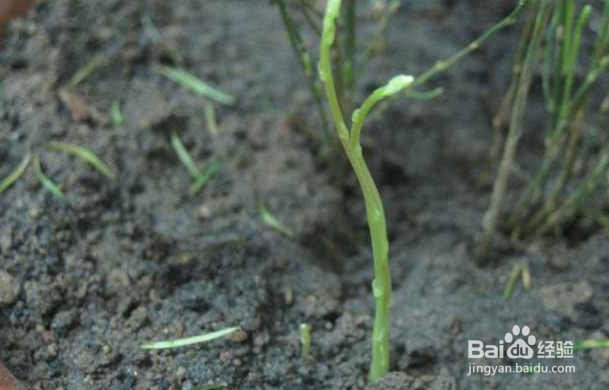 文竹种子的种植方法和注意事项